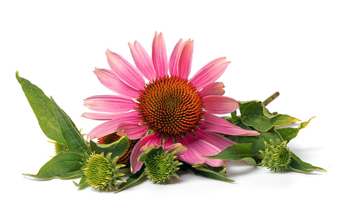 Echinacea in kardiformen Kapseln