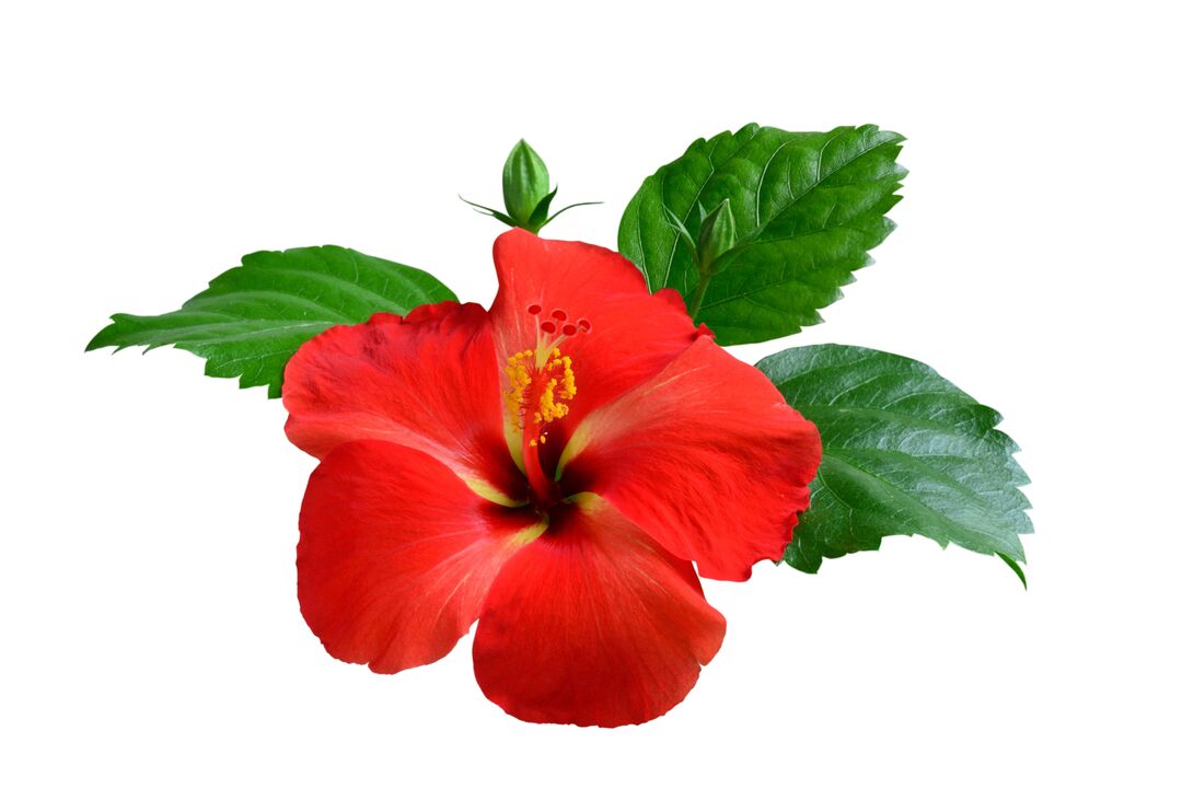 Hibiskusblume als Teil der kardiformen Kapseln