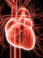Cardio -Gefäßsystem und Bluthochdruck